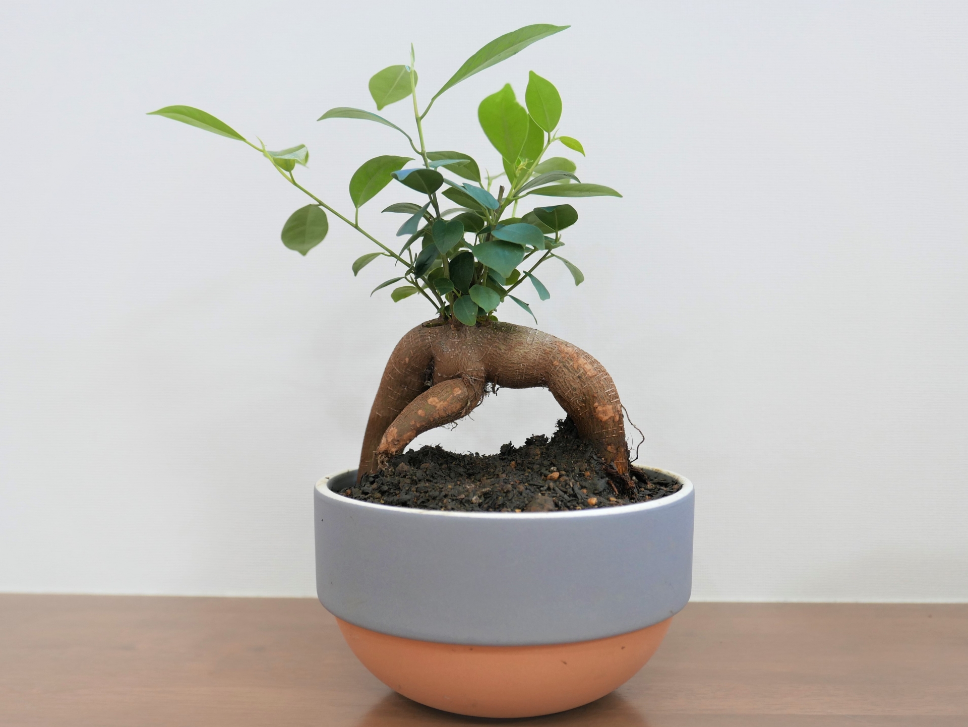 植木鉢の捨て方