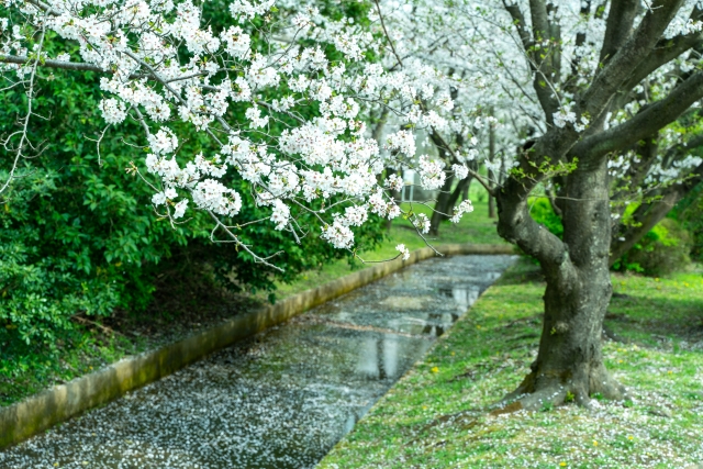 さいたま市桜区の粗大ゴミの出し方と持ち込み、他の処分方法を詳しく解説！